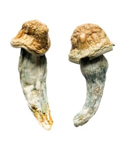 Alternative view of Penis Envy XL Magic Mushrooms