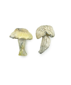 Alternative view of Iceberg Magic Mushrooms